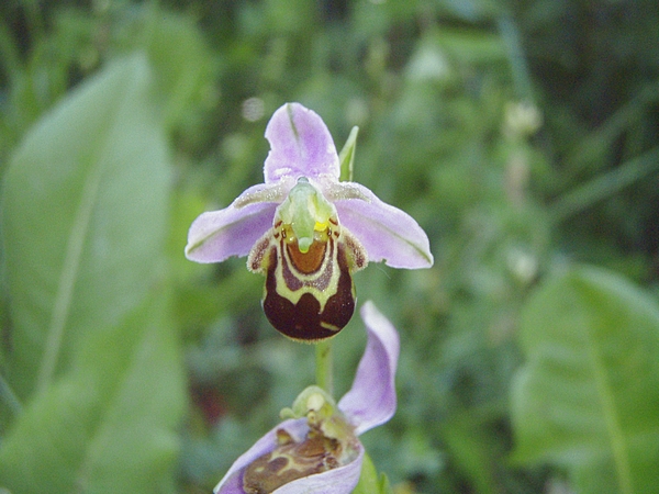 Anacamptis pyramidalis, Ophrys apifera, Orchis coriophora